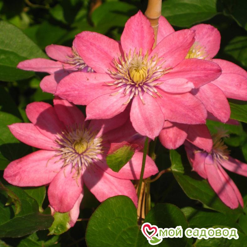 Клематис Литл Мермейд